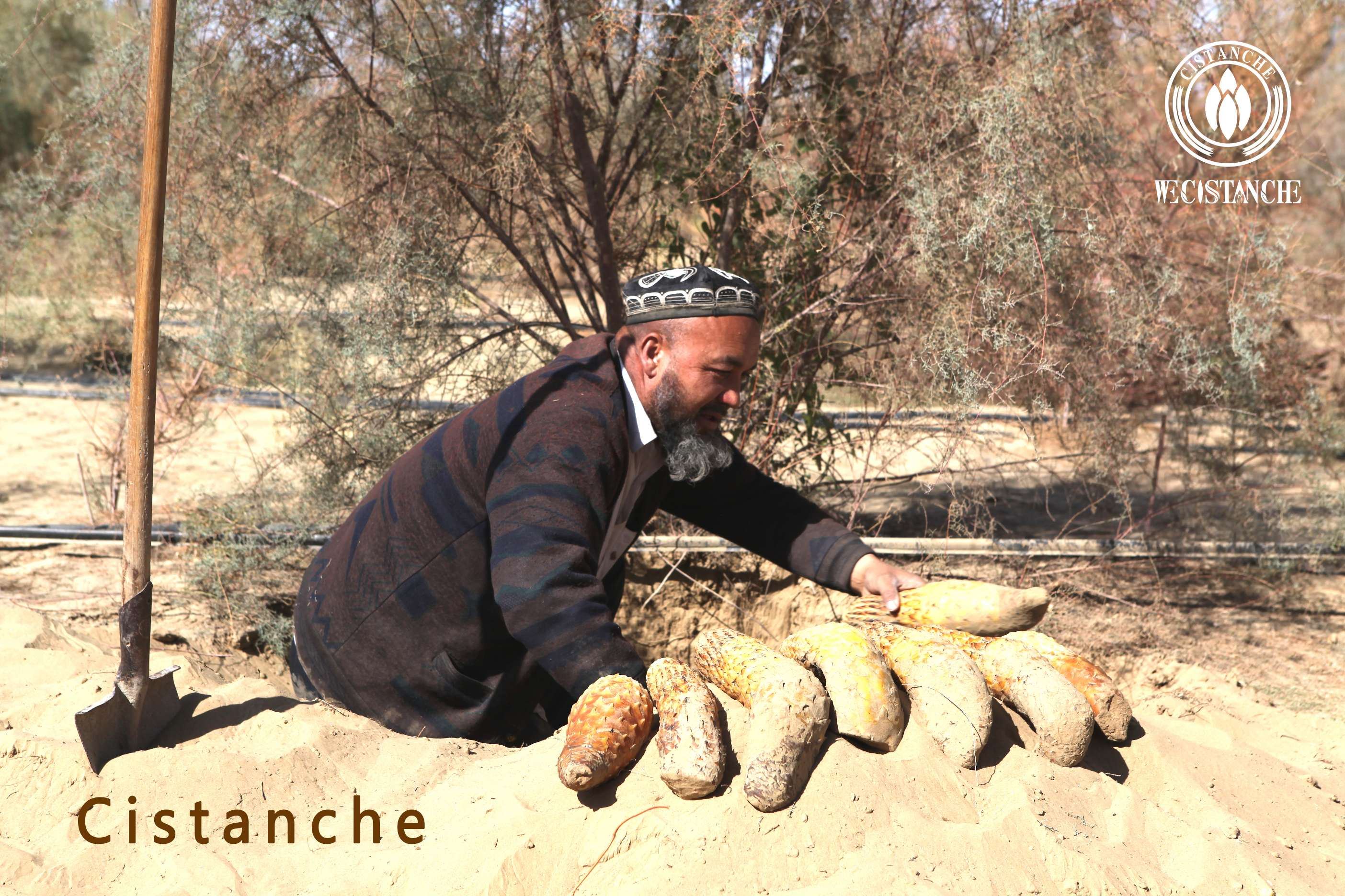 Cistanche
