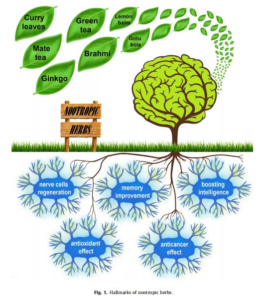 Hallmarks of nootropic herbs.