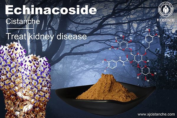 Echinacoside in Cistanche treat kidney disease