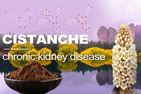 Cistanche-chronic kidney disease