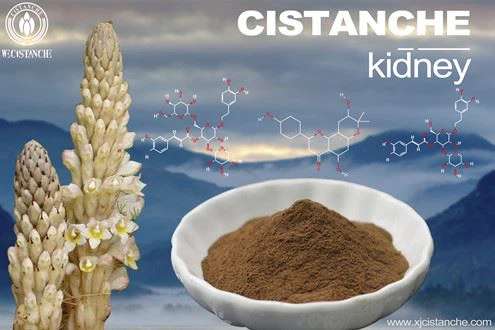 Cistanche-kidney Cistanche-kidney