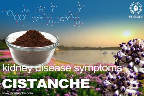Cistanche-renal Cistanche-renal