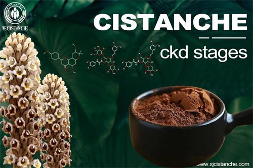 to protect renal functions by α-Lipoic acid (ALA)