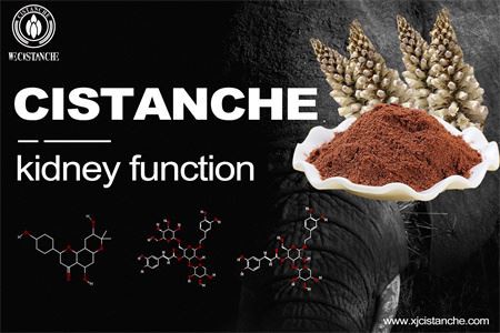 cistanche-kidney function-6(60)
