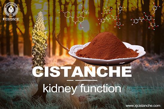Cistanche deserticola prevents kidney disease)