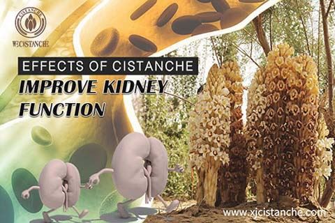 effect of cistanche improve kidney function