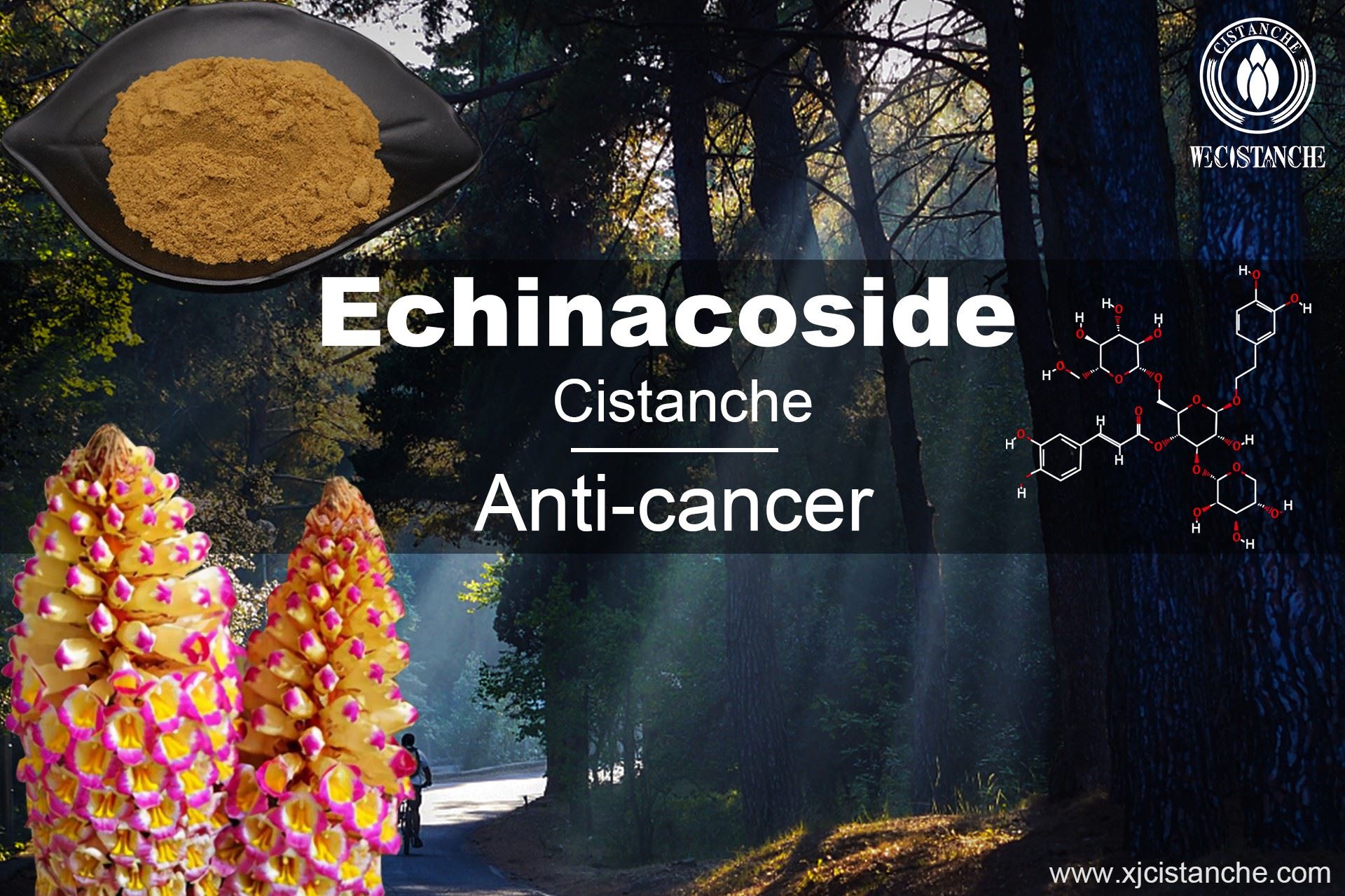 cistanche tubulosa
