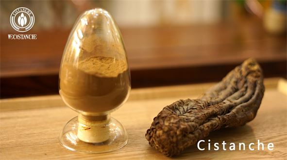 cistanche & cistanche extract