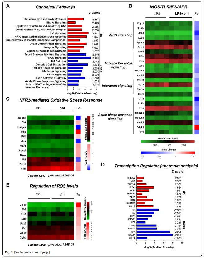 Transcriptional changes associated with phloretin treatment of macrophages. RNA sequencing was performed to establish the antiinflammatory effects of phloretin and identify the underlying mechanisms. Differentially expressed genes were used as input for the core analysis in ingenuity pathway analysis (IPA) (n = 5, cut-off criteria p < 0.05, see supplementary Fig. 1). A Pathway analysis showing down- and upregulated canonical pathways of phloretin-stimulated macrophages treated with or without LPS respectively. -Log (P-value of overlap) and down- or upregulated canonical pathways with corresponding z-score are indicated at x- and y-axis, respectively. B, C Heat map representing the normalized counts of differentially expressed genes associated to the pro-inflammatory canonical pathways (iNOS-, toll-like receptor-, acute phase response- and interferon-signaling) and the Nrf2 pathway. A colour gradient was used to indicate the normalized counts and corresponding fold change (Fc) differences per sample and gene, respectively. D Upstream analysis showing down- and upregulated transcription regulators of phloretin-stimulated macrophages treated with or without LPS respectively. E Downstream analysis of the RNA-seq samples in IPA illustrated that phloretin upregulated the expression of a set of genes involved in the regulation of ROS levels as one of the main downstream functional effects (z-score: 2.008). Ctrl, control; phl, phloretin; Fc, Fold change