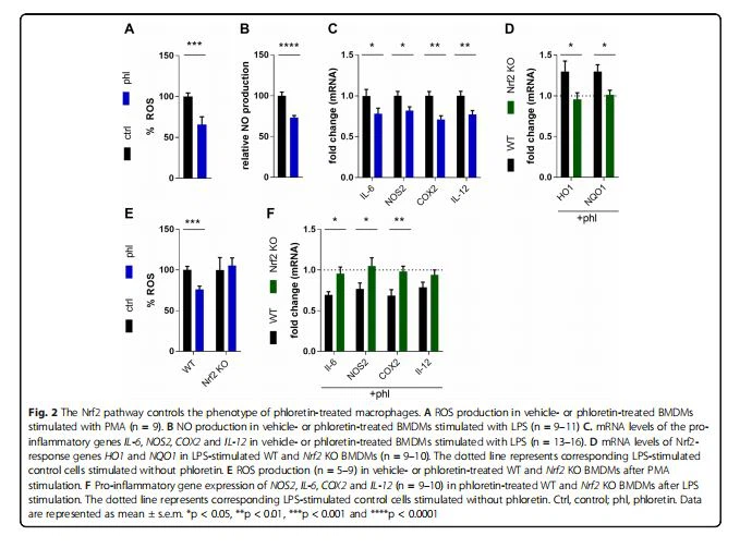 The Nrf2 pathway controls the phenotype of phloretin-treated macrophages. A ROS production in vehicle- or phloretin-treated BMDMs stimulated with PMA (n = 9). B NO production in vehicle- or phloretin-treated BMDMs stimulated with LPS (n = 9–11) C. mRNA levels of the proinflammatory genes IL-6, NOS2, COX2 and IL-12 in vehicle- or phloretin-treated BMDMs stimulated with LPS (n = 13–16). D mRNA levels of Nrf2- response genes HO1 and NQO1 in LPS-stimulated WT and Nrf2 KO BMDMs (n = 9–10). The dotted line represents corresponding LPS-stimulated control cells stimulated without phloretin. E ROS production (n = 5–9) in vehicle- or phloretin-treated WT and Nrf2 KO BMDMs after PMA stimulation. F Pro-inflammatory gene expression of NOS2, IL-6, COX2 and IL-12 (n = 9–10) in phloretin-treated WT and Nrf2 KO BMDMs after LPS stimulation. The dotted line represents corresponding LPS-stimulated control cells stimulated without phloretin. Ctrl, control; phl, phloretin. Data are represented as mean ± s.e.m. *p < 0.05, **p < 0.01, ***p < 0.001 and ****p < 0.0001