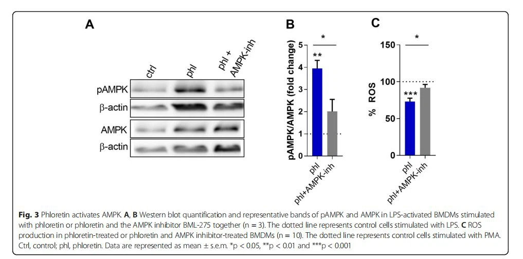 Phloretin activates AMPK. A, B Western blot quantification and representative bands of pAMPK and AMPK in LPS-activated BMDMs stimulated with phloretin or phloretin and the AMPK inhibitor BML-275 together (n = 3). The dotted line represents control cells stimulated with LPS. C ROS production in phloretin-treated or phloretin and AMPK inhibitor-treated BMDMs (n = 10). The dotted line represents control cells stimulated with PMA. Ctrl, control; phl, phloretin. Data are represented as mean ± s.e.m. *p < 0.05, **p < 0.01 and ***p < 0.001