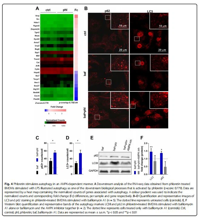 Phloretin stimulates autophagy in an AMPK-dependent manner. A Downstream analysis of the RNA-seq data obtained from phloretin treated BMDMs stimulated with LPS illustrated autophagy as one of the downstream biological processes that is activated by phloretin (z-score: 0.779). Data are represented by a heat map containing the normalized counts of genes associated with autophagy. A colour gradient was used to indicate the normalized counts and corresponding Fold change (Fc) differences, per sample and gene respectively. B–D Quantification and representative images of LC3 and p62 staining in phloretin-treated BMDMs stimulated with bafilomycin A1 (n = 5). The dotted line represents untreated cells (controls). E, F Western blot quantification and representative bands of the autophagy markers LC3II and p62 in phloretin-treated BMDMs stimulated with bafilomycin A1 alone or bafilomycin and the AMPK inhibitor together (n = 2). The dotted line represents cells treated only with bafilomycin A1 (controls). Ctrl, control; phl, phloretin; baf, bafilomycin A1. Data are represented as mean ± s.e.m. *p < 0.05 and **p < 0.01