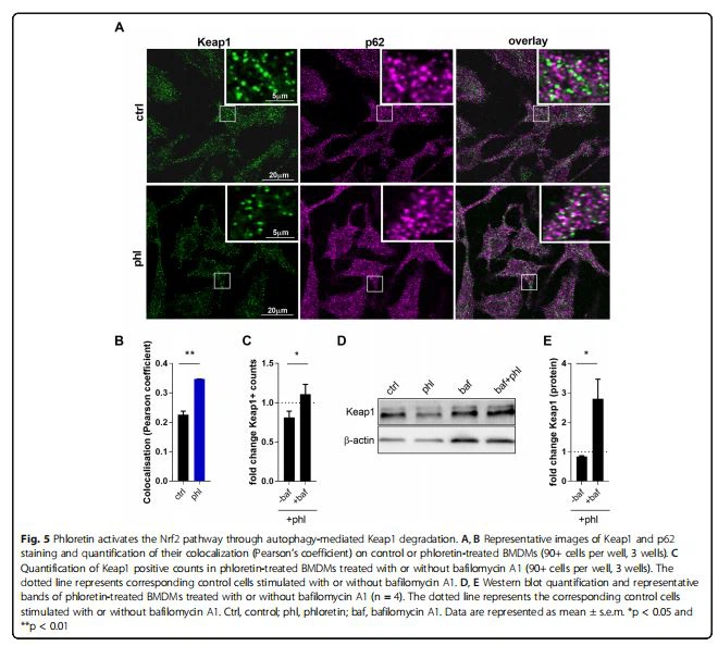 Phloretin activates the Nrf2 pathway through autophagy-mediated Keap1 degradation. A, B Representative images of Keap1 and p62 staining and quantification of their colocalization (Pearson's coefficient) on control or phloretin-treated BMDMs (90+ cells per well, 3 wells). C Quantification of Keap1 positive counts in phloretin-treated BMDMs treated with or without bafilomycin A1 (90+ cells per well, 3 wells). The dotted line represents corresponding control cells stimulated with or without bafilomycin A1. D, E Western blot quantification and representative bands of phloretin-treated BMDMs treated with or without bafilomycin A1 (n = 4). The dotted line represents the corresponding control cells stimulated with or without bafilomycin A1. Ctrl, control; phl, phloretin; baf, bafilomycin A1. Data are represented as mean ± s.e.m. *p < 0.05 and **p < 0.01