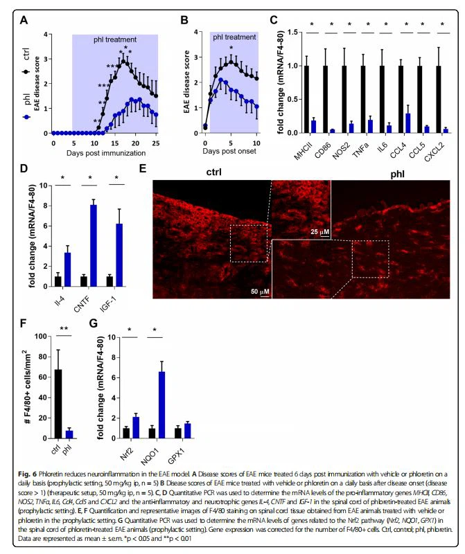 Phloretin reduces neuroinflammation in the EAE model. A Disease scores of EAE mice treated 6 days post immunization with vehicle or phloretin on a daily basis (prophylactic setting, 50 mg/kg ip, n = 5) B Disease scores of EAE mice treated with vehicle or phloretin on a daily basis after disease onset (disease score > 1) (therapeutic setup, 50 mg/kg ip, n = 5). C, D Quantitative PCR was used to determine the mRNA levels of the pro-inflammatory genes MHCII, CD86, NOS2, TNFα, IL6, Ccl4, Ccl5 and CXCL2 and the anti-inflammatory and neurotrophic genes IL-4, CNTF and IGF-1 in the spinal cord of phloretin-treated EAE animals (prophylactic setting). E, F Quantification and representative images of F4/80 staining on spinal cord tissue obtained from EAE animals treated with vehicle or phloretin in the prophylactic setting. G Quantitative PCR was used to determine the mRNA levels of genes related to the Nrf2 pathway (Nrf2, NQO1, GPX1) in the spinal cord of phloretin-treated EAE animals (prophylactic setting). Gene expression was corrected for the number of F4/80+ cells. Ctrl, control; phl, phloretin. Data are represented as mean ± s.e.m. *p < 0.05 and **p < 0.01