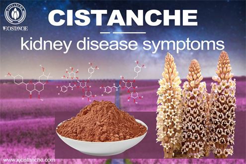 Cistanche-kidney disease