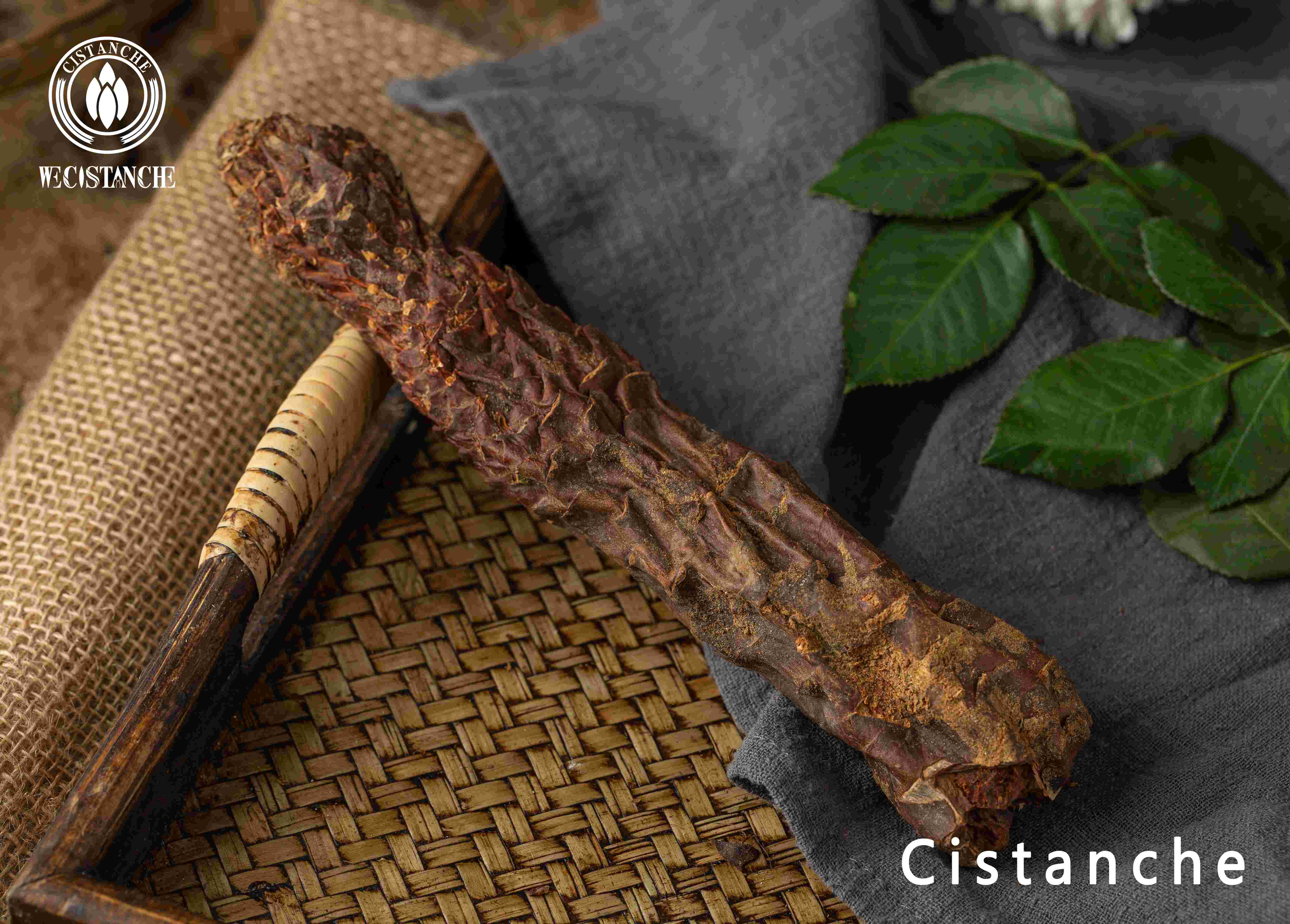 cistanche stem cistanche stem