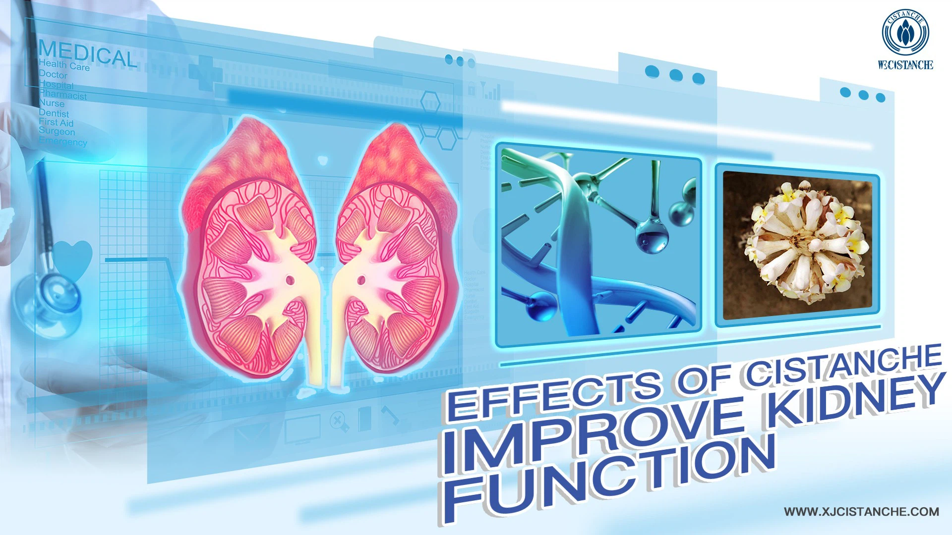 improve kidney function supplement