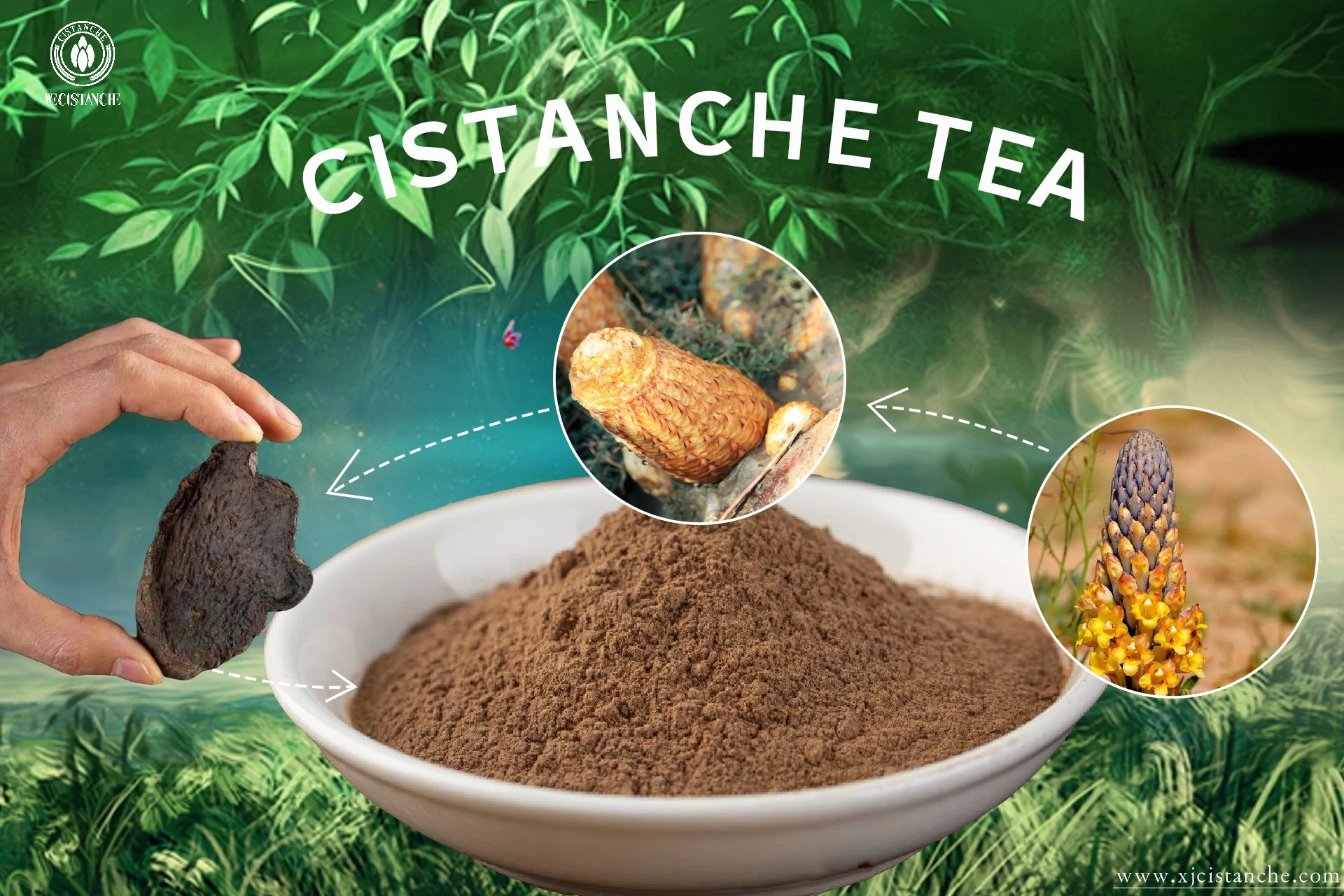 Cistanche tea Cistanche tea