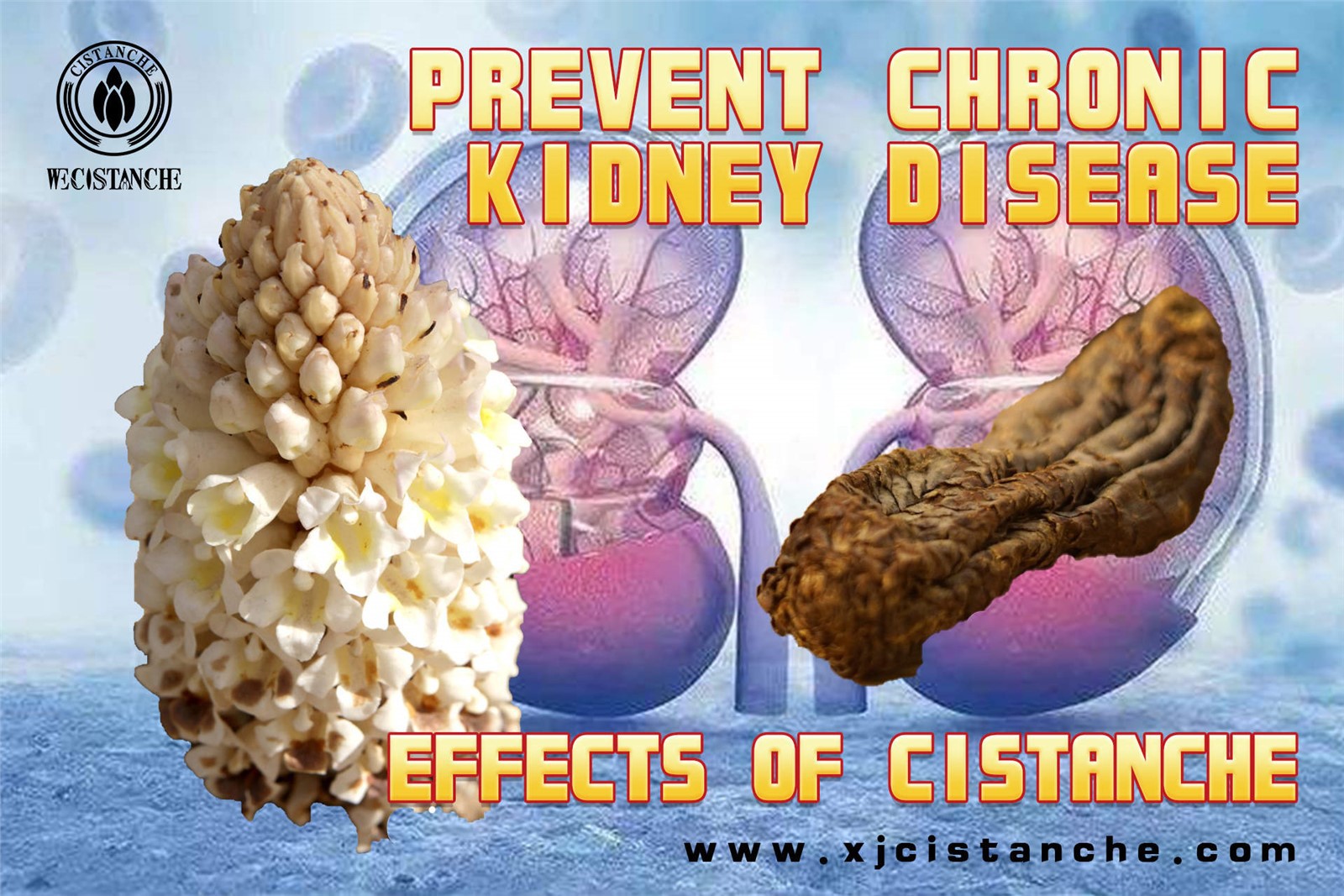 which cistanche is best