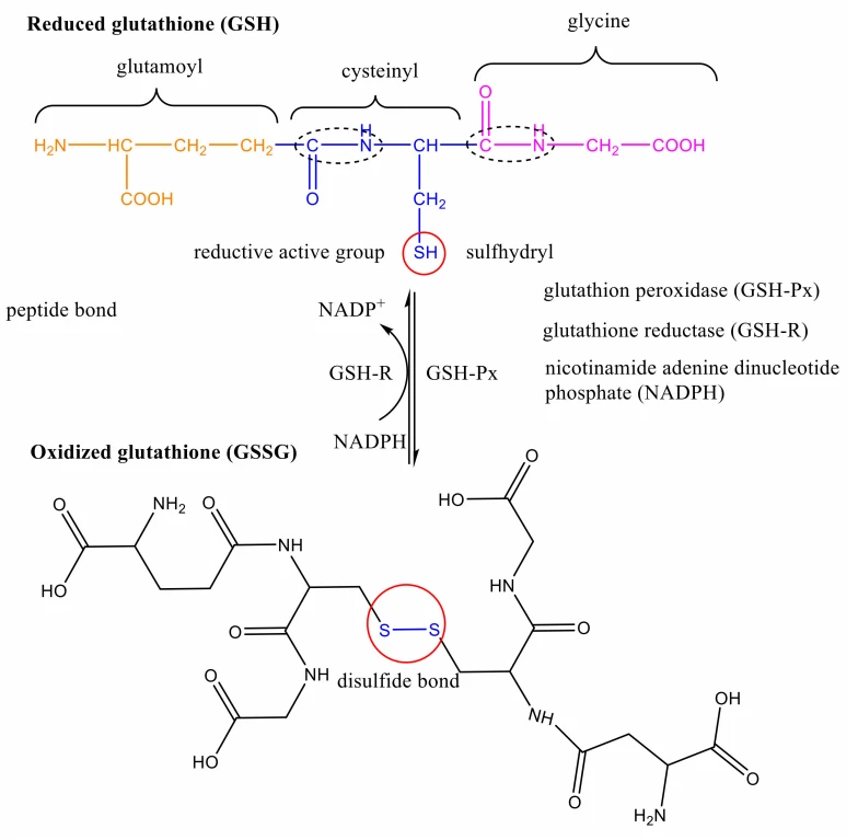 cistanche anti-oxidation research cistanche anti-oxidation research