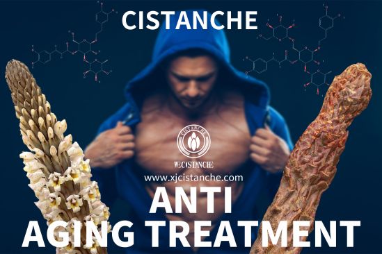 cistanche