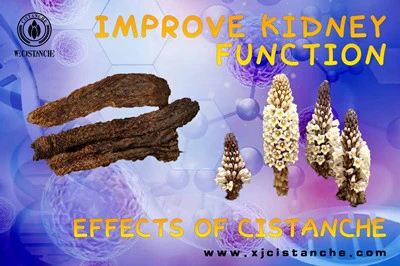 Cistanche benefits