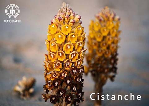 25% echinacoside 9% acteoside cistanche for kidney