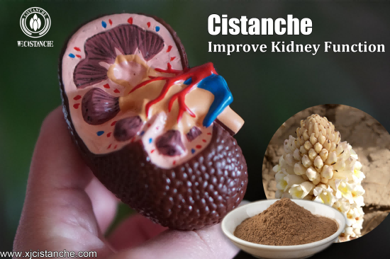 25% echinacoside and 9% acteoside cistanche for kidney