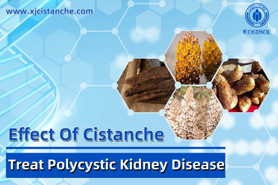 CISTANCHE EXTRACT WITH 25% ECHINACOSIDE AND 9% ACTEOSIDE FOR KIDNEY
