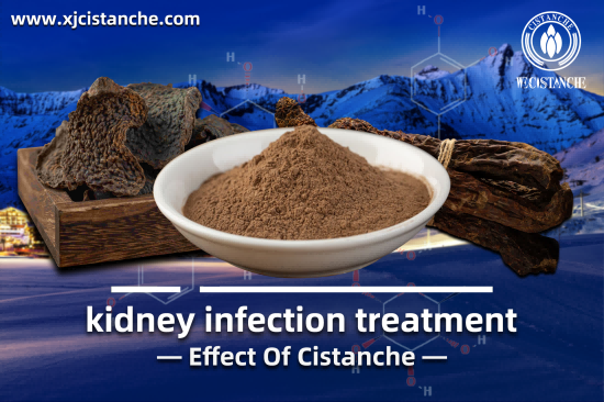 CISTANCHE EXTRACT WITH 25% ECHINACOSIDE AND 9% ACTEOSIDE FOR KIDNEY