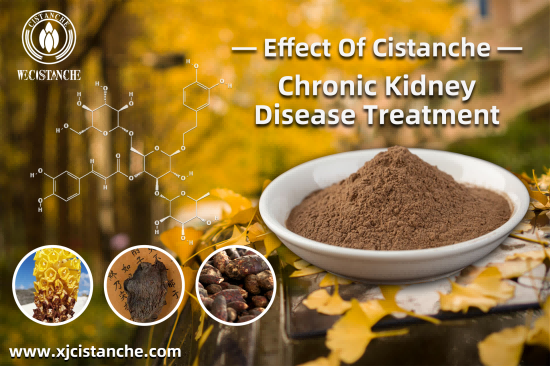 CISTANCHE EXTRACT WITH 25% ECHINACOSIDE AND 9% ACTEOSIDE FOR KIDNEY