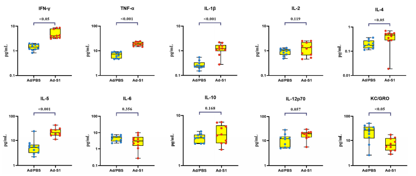 Figure 3. Ad-S1 induced altered plasma levels of type 1/2 cytokines, type 1 interferons, and other cytokines. The results were detected by drawing blood from the mice 7 days after the first immunization. The data are presented as box and whisker scatterplots. Each circle represents a single individual. p-values were calculated using a two-sample t-test. Figure 3. Ad-S1 induced altered plasma levels of type 1/2 cytokines, type 1 interferons, and other cytokines. The results were detected by drawing blood from the mice 7 days after the first immunization. The data are presented as box and whisker scatterplots. Each circle represents a single individual. p-values were calculated using a two-sample t-test.