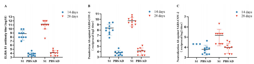 Figure 4. Ad-S1 induced high titers of antibodies (A) and neutralization activity (B, C) in mice. (A) ELISA of SARS-CoV-2-specific serum IgG from Ad-S1-immunized mice. (B) Analysis of pseudovirus activities of serum from the Ad-S1-immunized mice. (C) Analysis of neutralizing activities of serum from the Ad-S1-immunized mice Figure 4. Ad-S1 induced high titers of antibodies (A) and neutralization activity (B, C) in mice. (A) ELISA of SARS-CoV-2-specific serum IgG from Ad-S1-immunized mice. (B) Analysis of pseudovirus activities of serum from the Ad-S1-immunized mice. (C) Analysis of neutralizing activities of serum from the Ad-S1-immunized mice