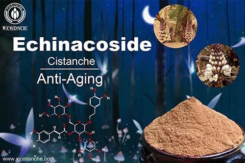 Echinacoside in cistanche (7)