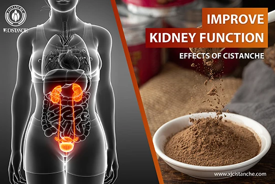 effects of cistanche-improve kidney function (8) effects of cistanche-improve kidney function (8)