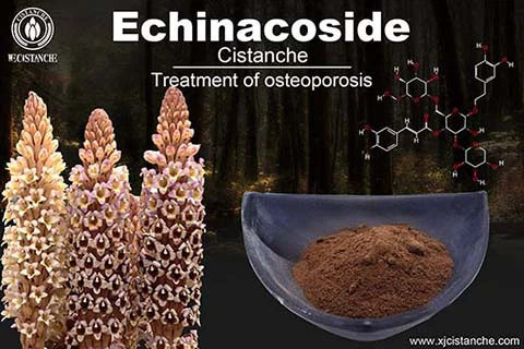 Echinacoside in cistanche (4)