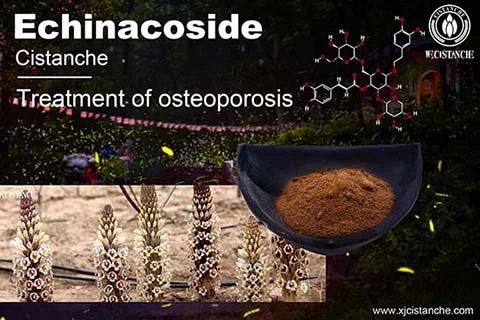Echinacoside in cistanche (15)