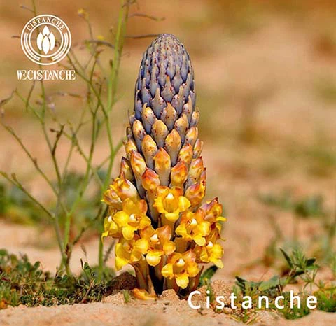 CISTANCH BENEFITS OF NOURISHING THE LIVER AND KIDNEY CISTANCH BENEFITS OF NOURISHING THE LIVER AND KIDNEY